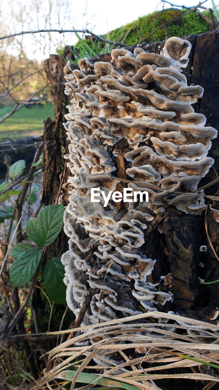 CLOSE-UP OF MUSHROOMS GROWING ON TREE TRUNK IN FOREST