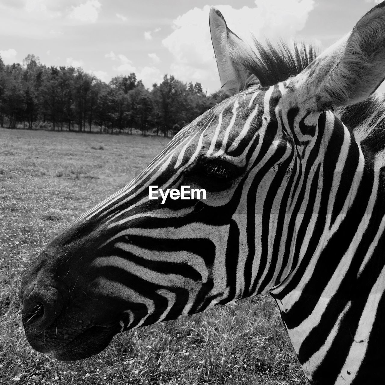 CLOSE-UP OF ZEBRA ON FIELD AGAINST SKY