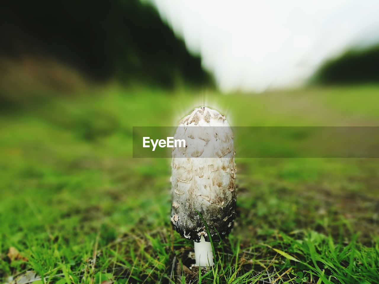 CLOSE-UP OF MUSHROOM IN FIELD