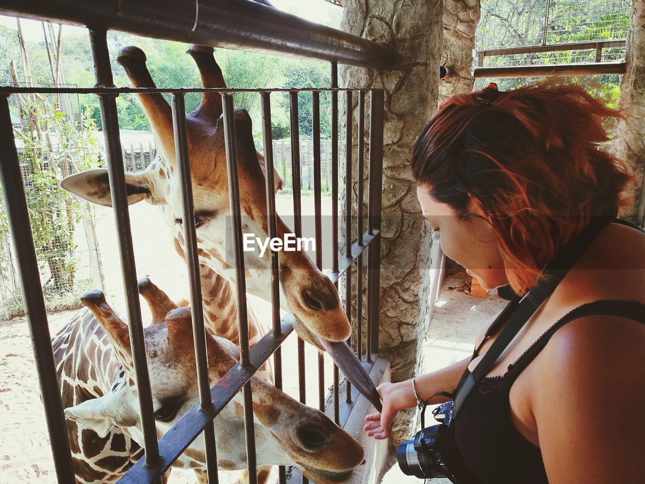 Giraffe licking woman palm at zoo