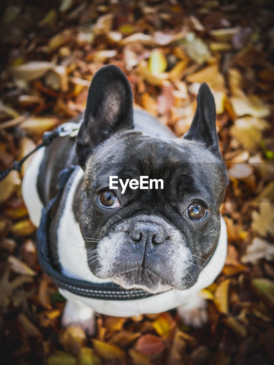 High angle view of dog on field