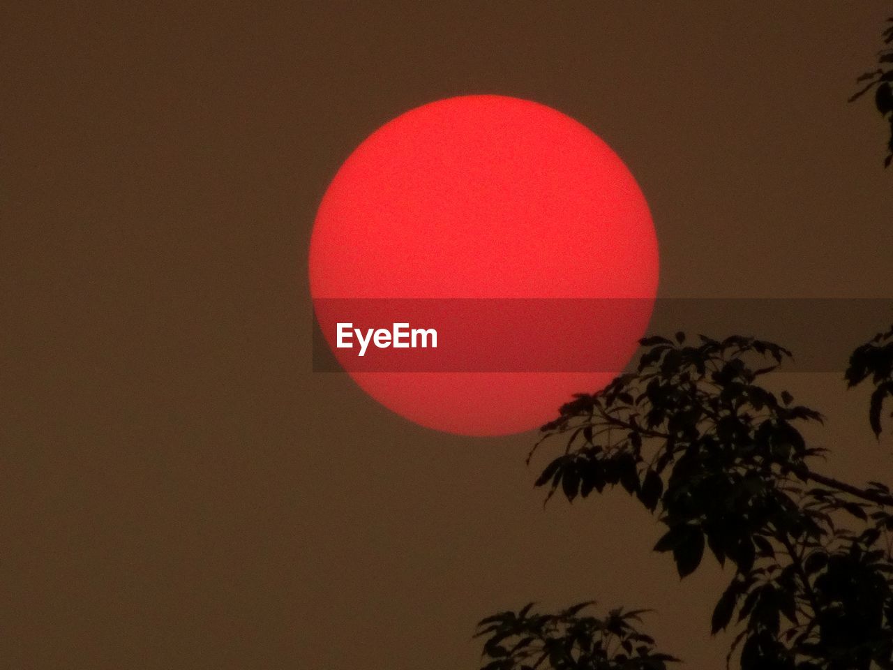 LOW ANGLE VIEW OF RED TREE AGAINST MOON AT NIGHT