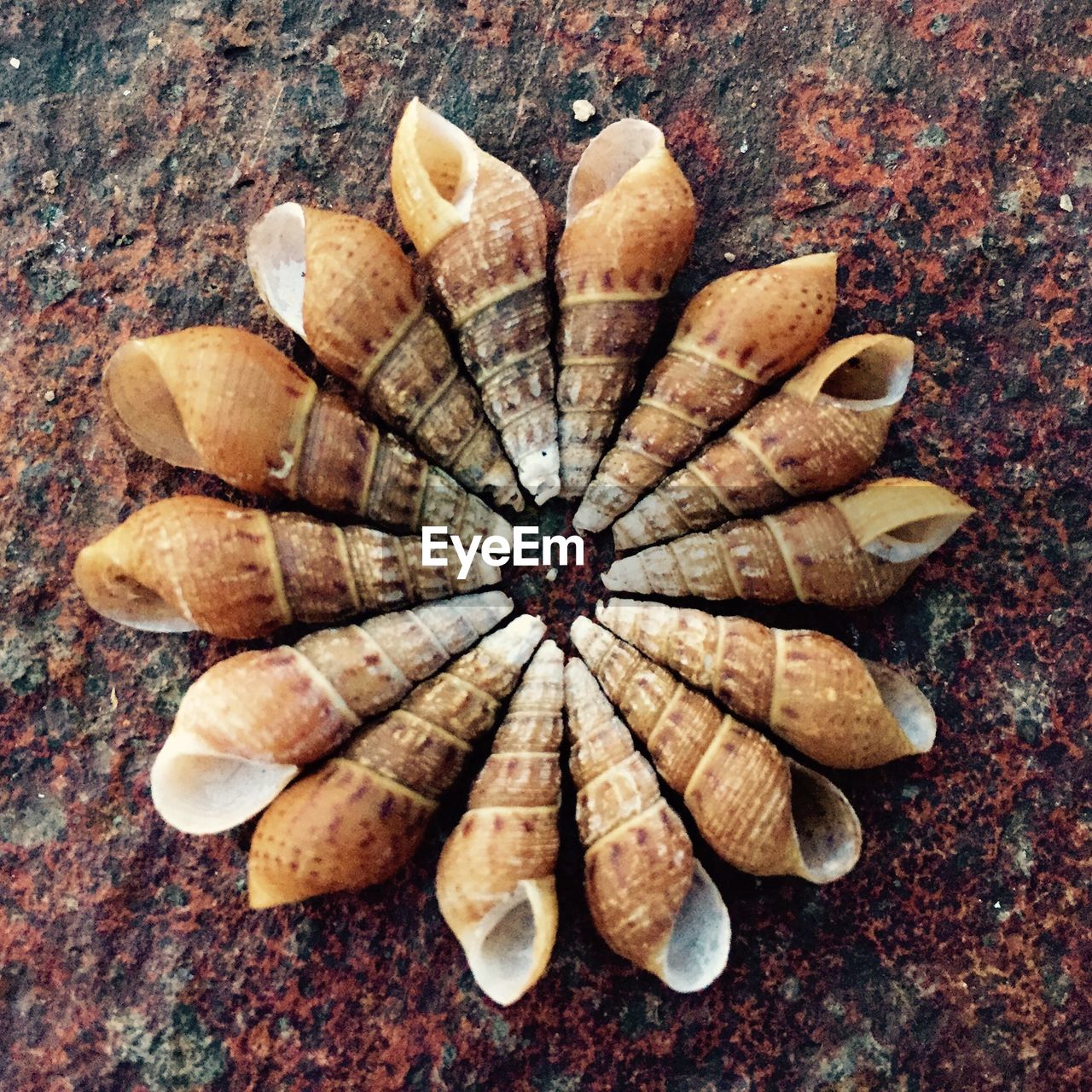 High angle view of sea shells