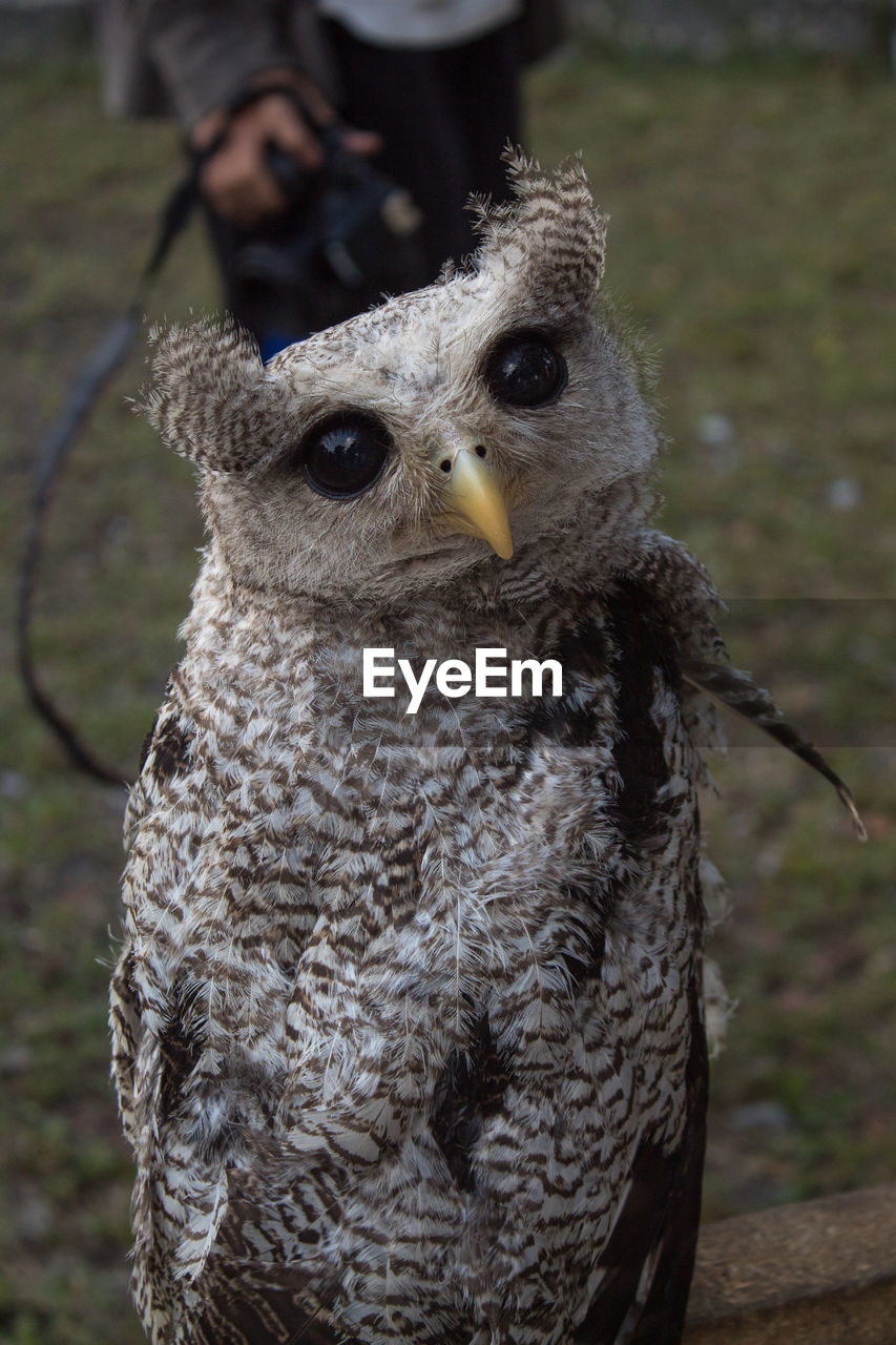 CLOSE-UP PORTRAIT OF OWL PERCHING ON BRANCH