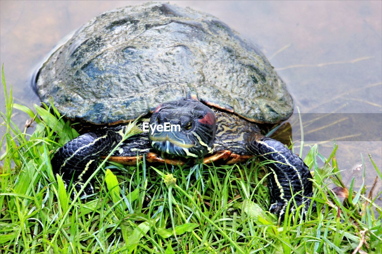 A friendly turtle in garden by the bay singapore