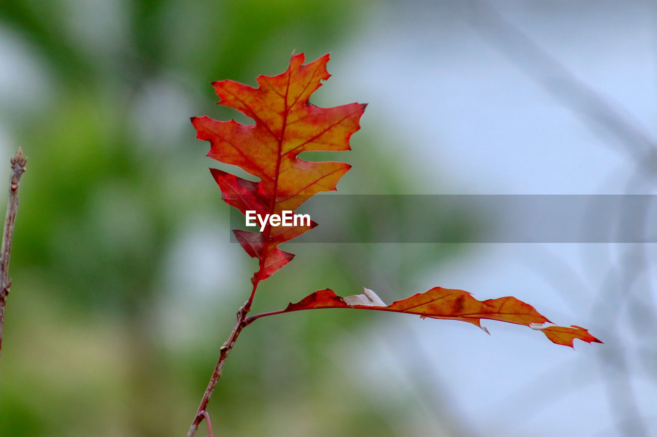 CLOSE-UP OF ORANGE MAPLE LEAVES ON TREE