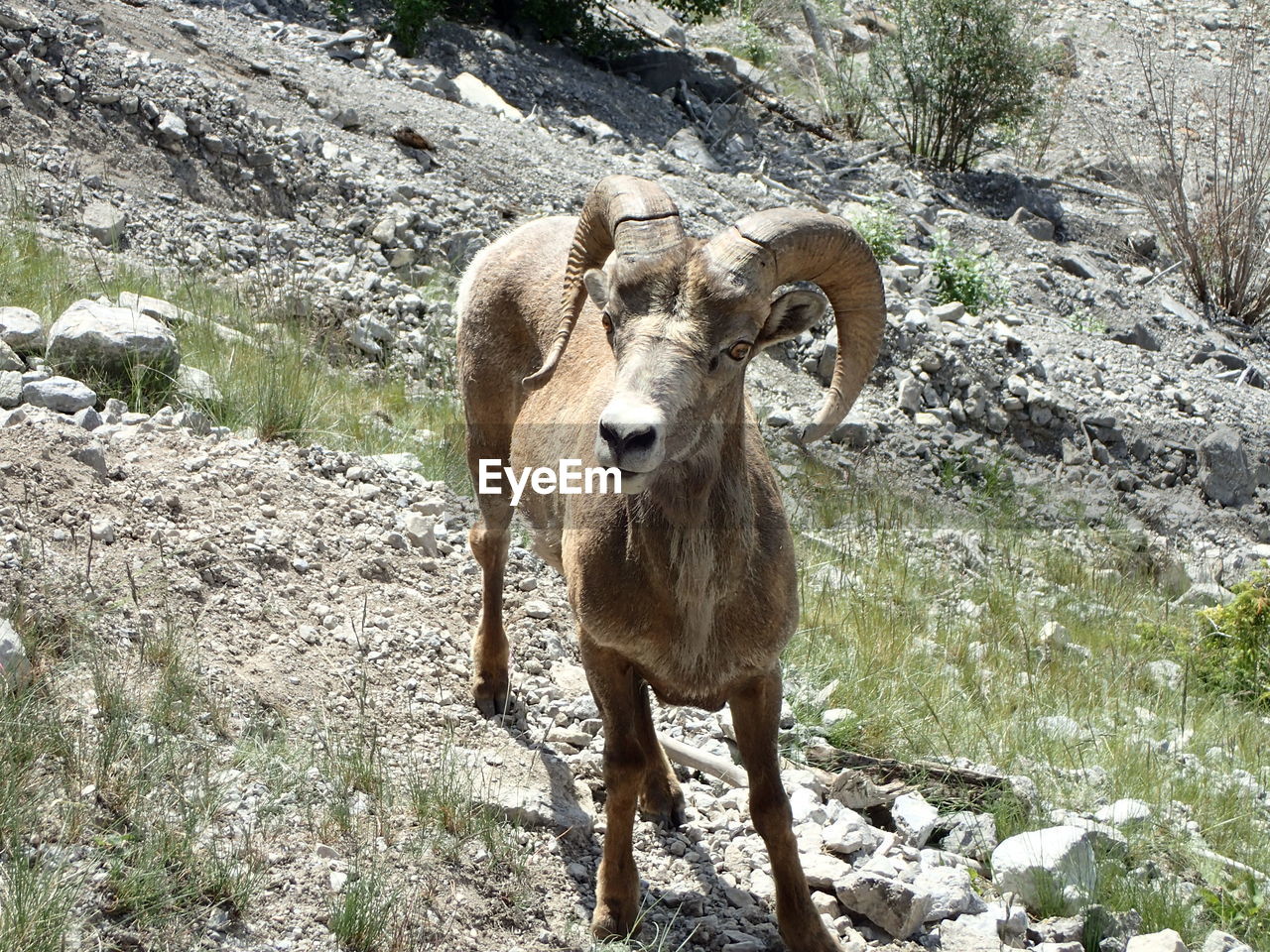 Close-up of horned animal