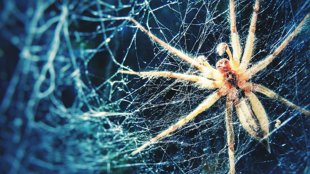 CLOSE-UP OF SPIDER WEB