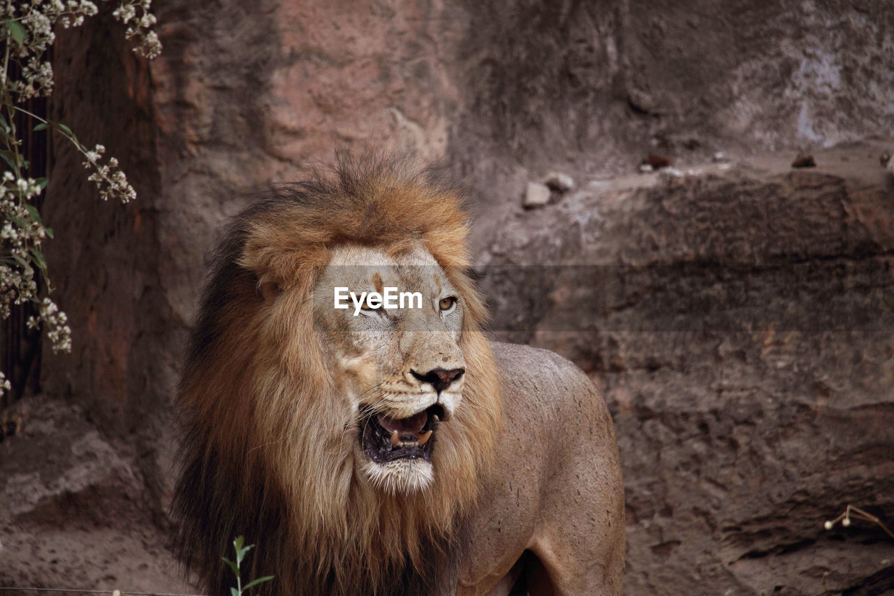 PORTRAIT OF A LION IN ZOO