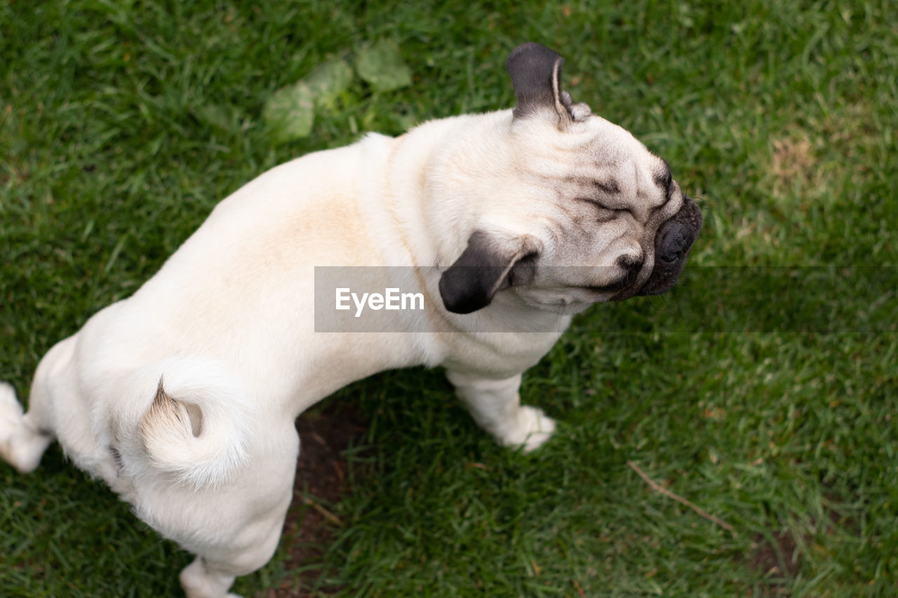 HIGH ANGLE VIEW OF A DOG STANDING IN GRASS