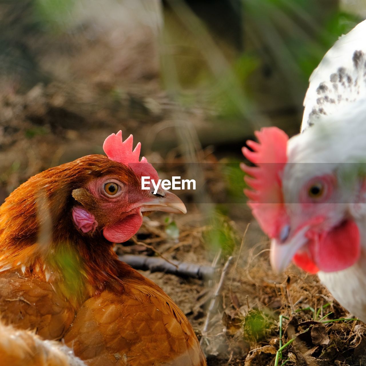 Close-up of birds in field