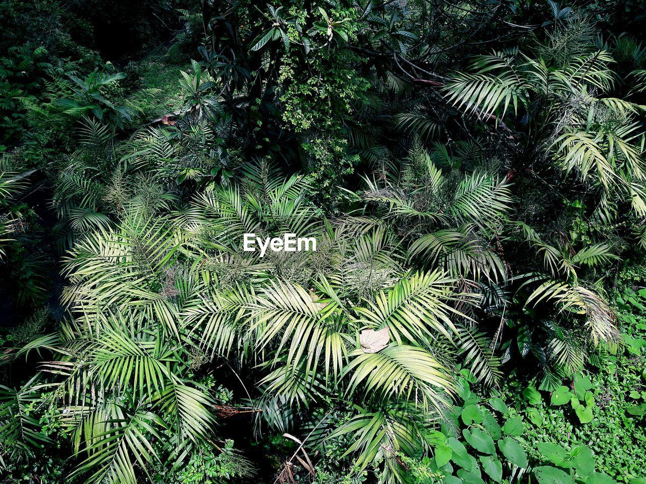 HIGH ANGLE VIEW OF PINE TREES