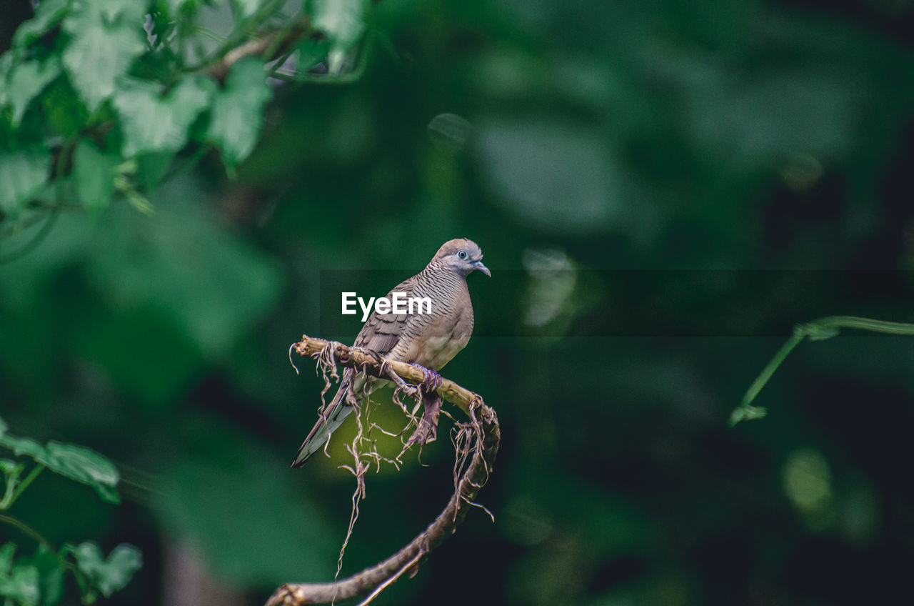 Picture  spotted pigeons looking calm and resting on a tree branch in a forest area