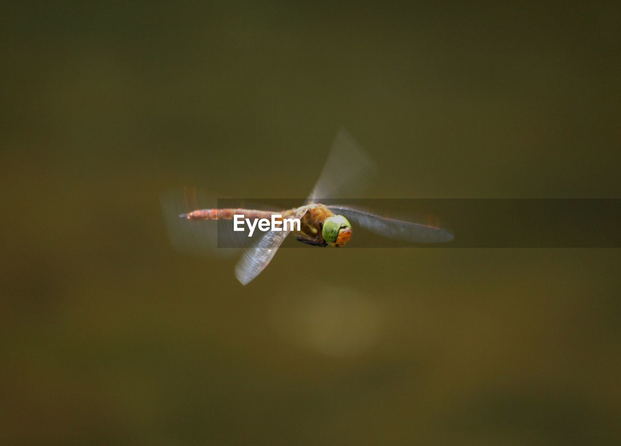 Close-up of insect flying