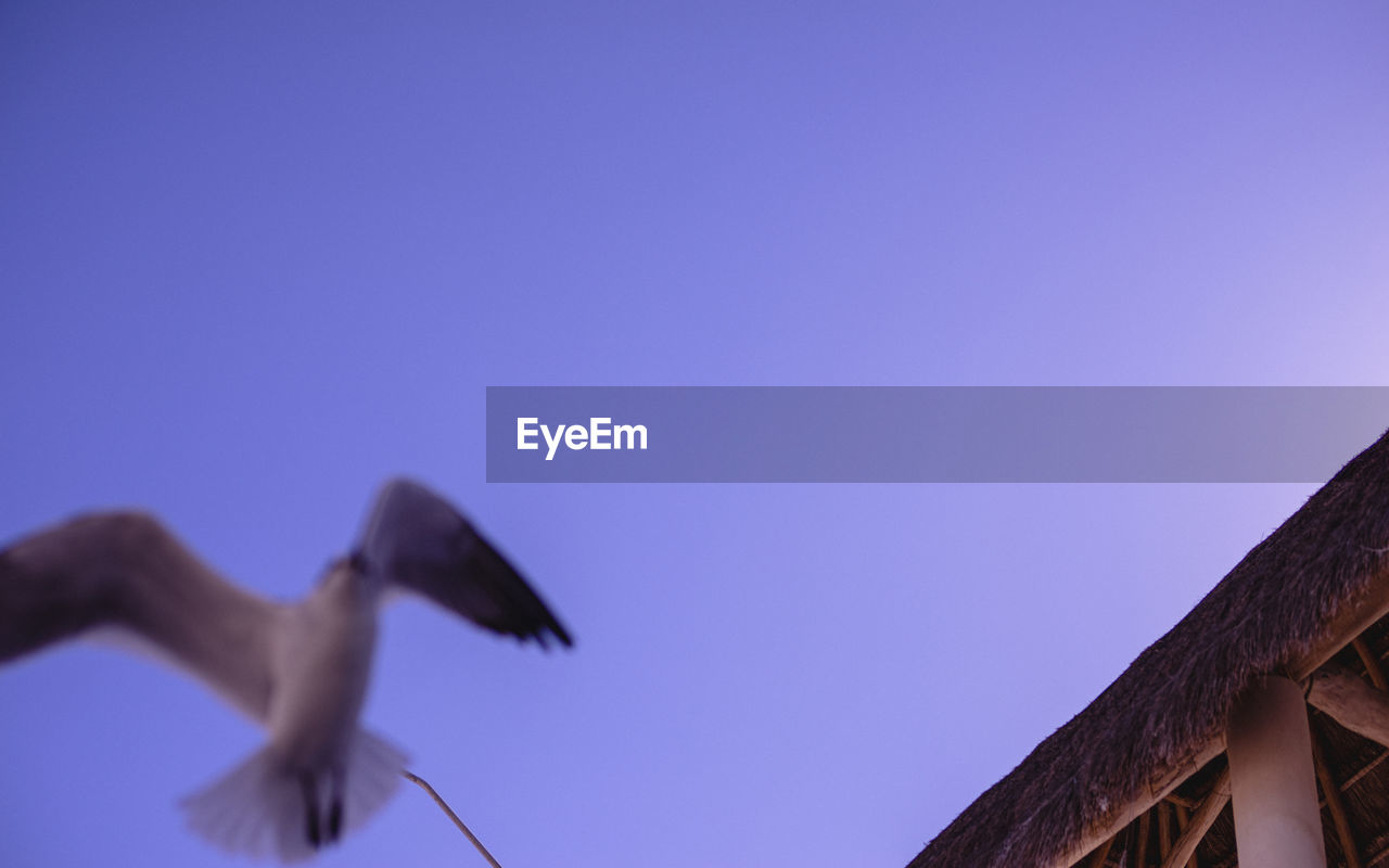 LOW ANGLE VIEW OF BIRD FLYING AGAINST CLEAR SKY