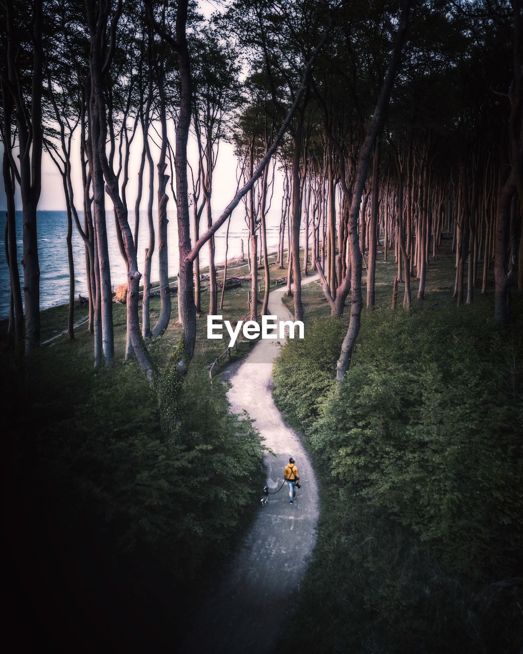 Road amidst trees in forest