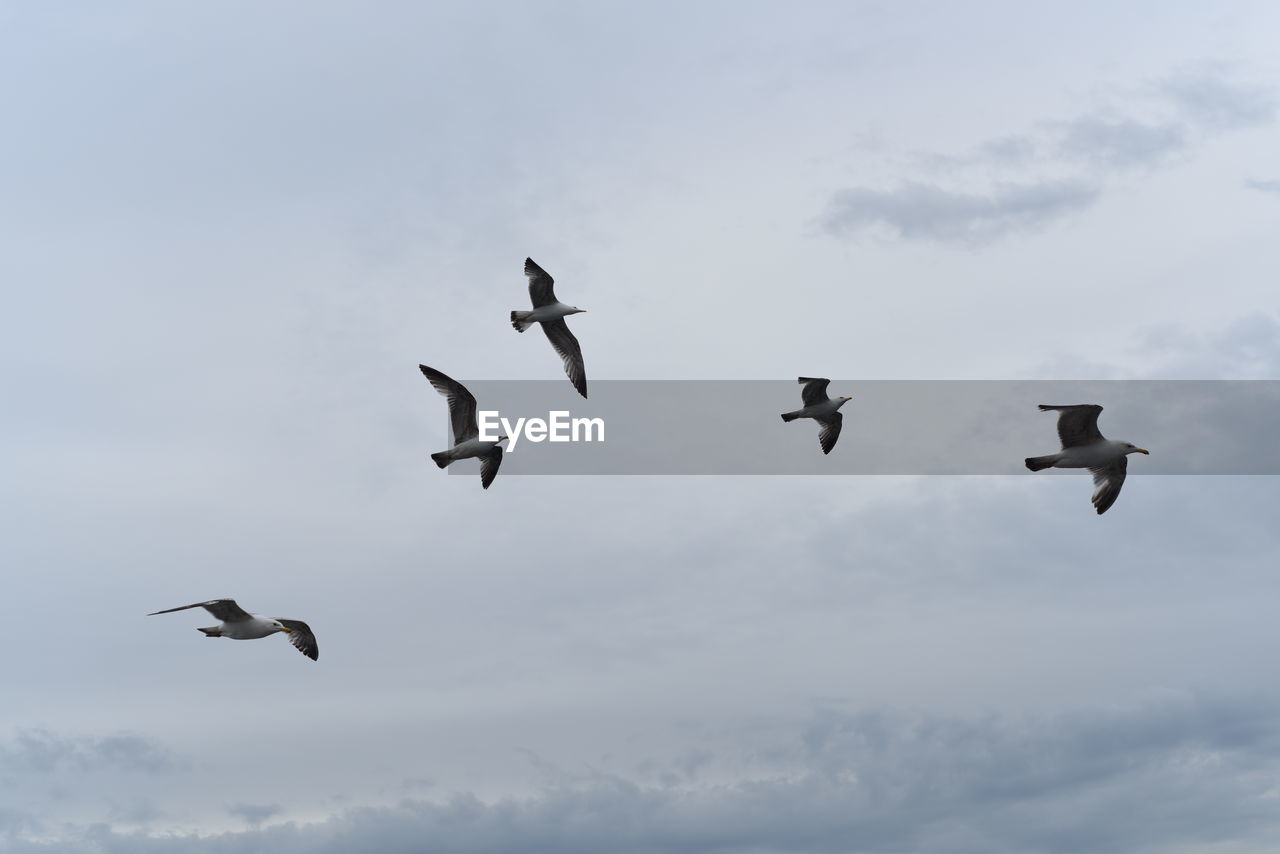 Low angle view of seagulls flying against sky