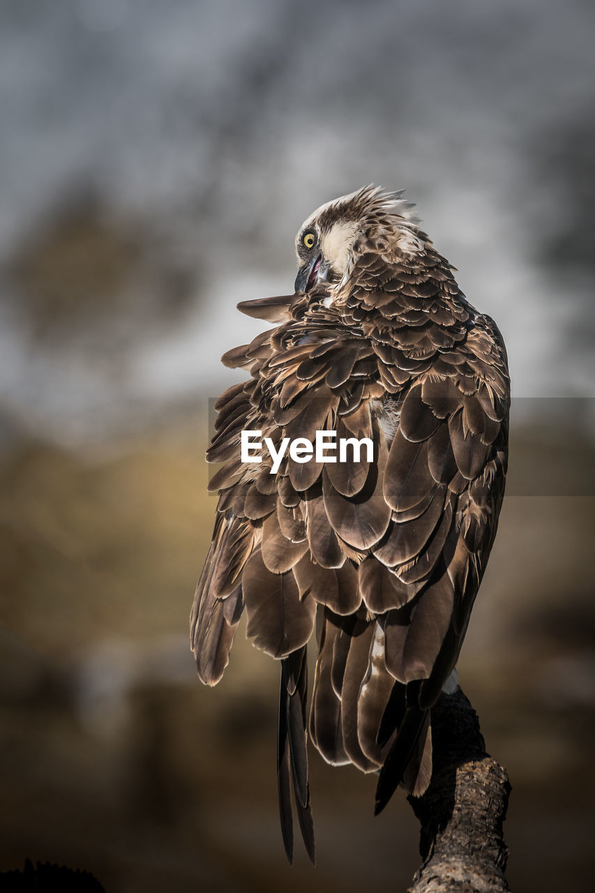 CLOSE-UP OF A BIRD PERCHING ON A BRANCH