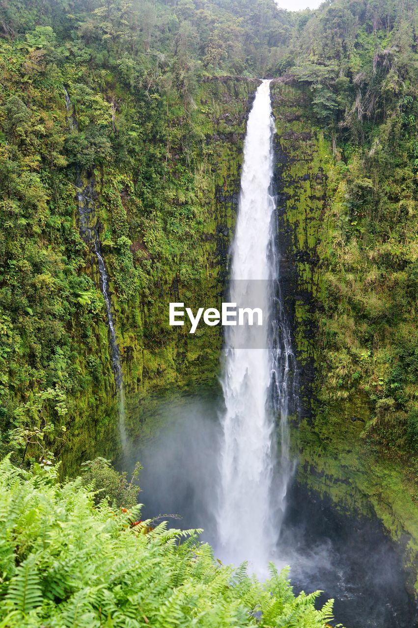 WATERFALL IN FOREST