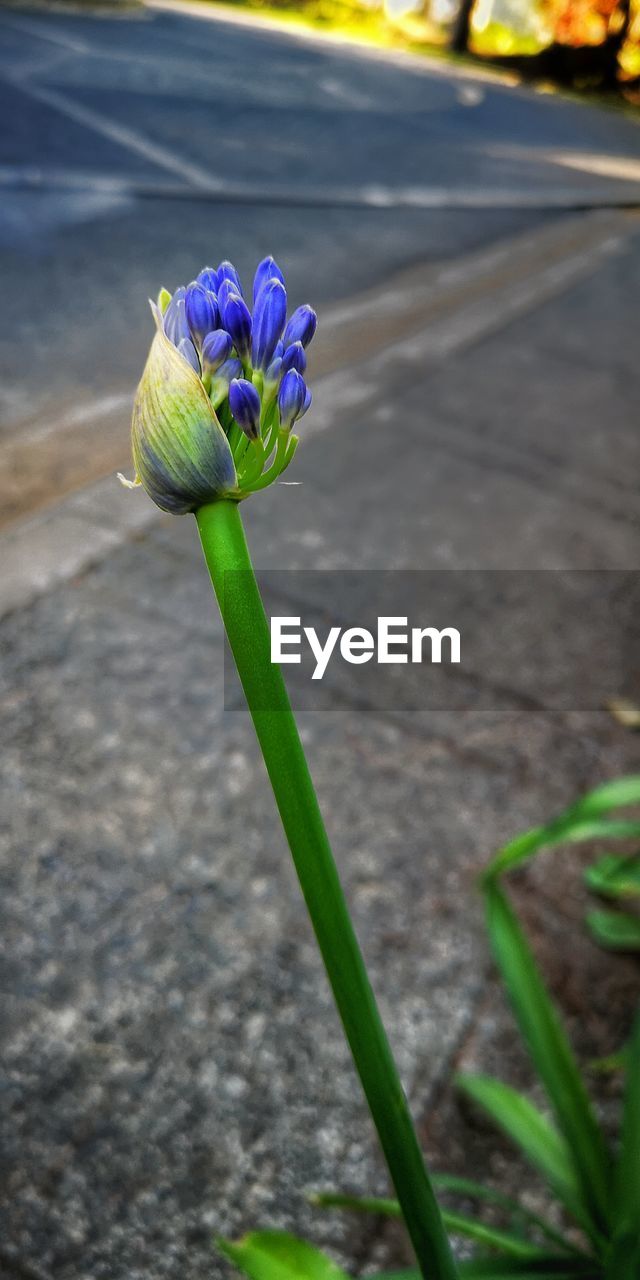 CLOSE-UP OF PURPLE FLOWER