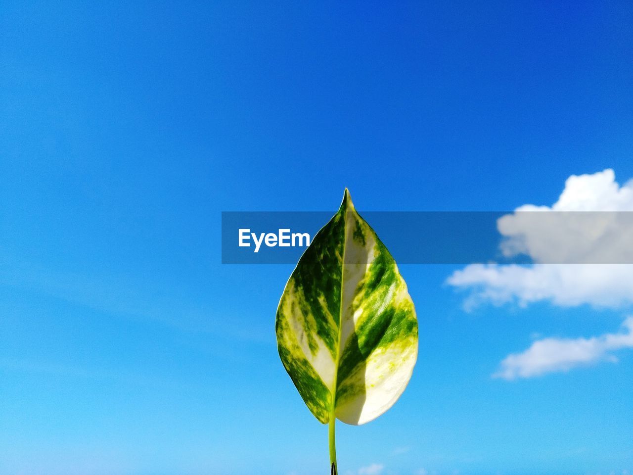 Close-up of fresh green plant against blue sky