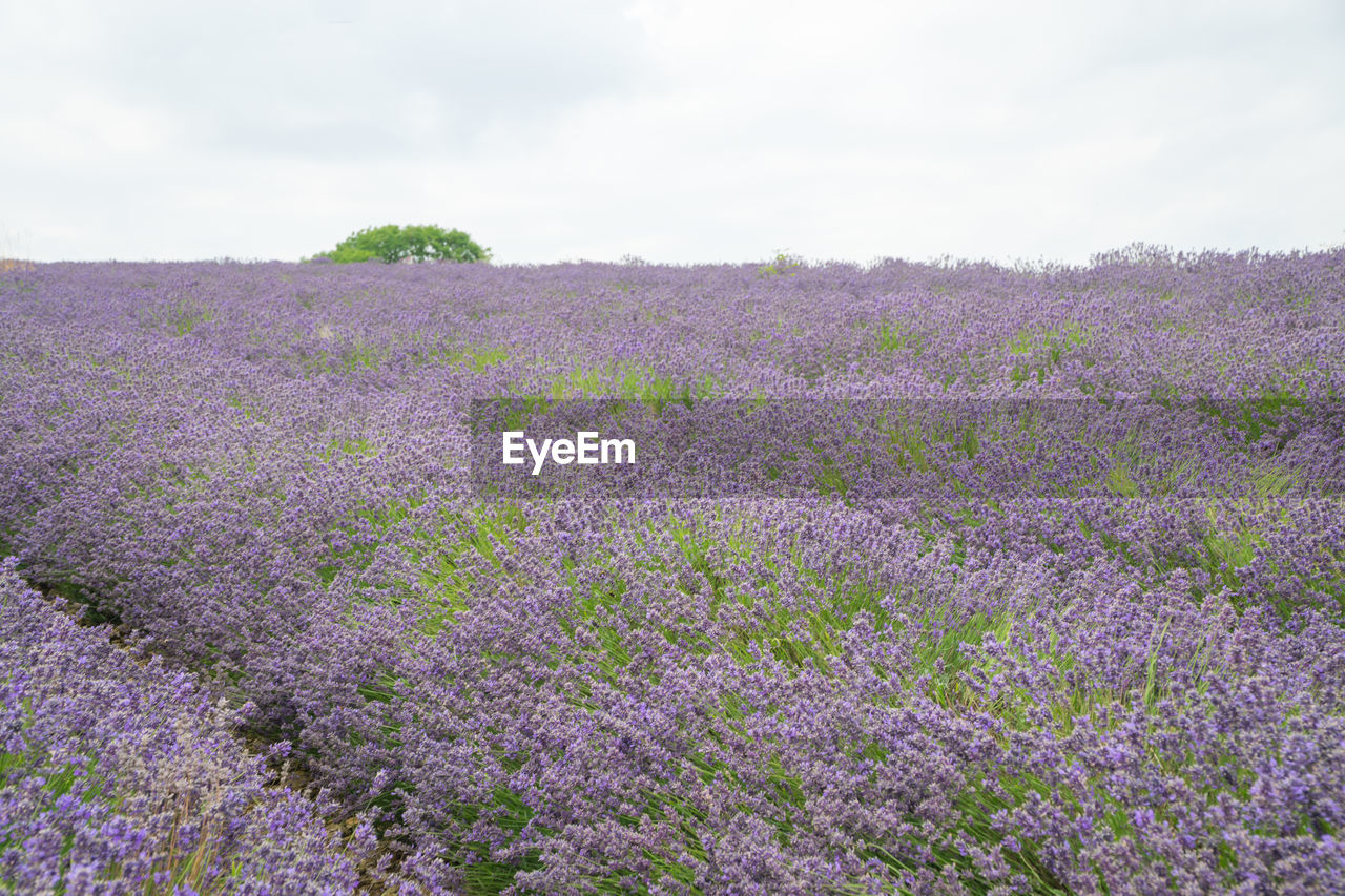 PURPLE FLOWERING PLANTS ON FIELD