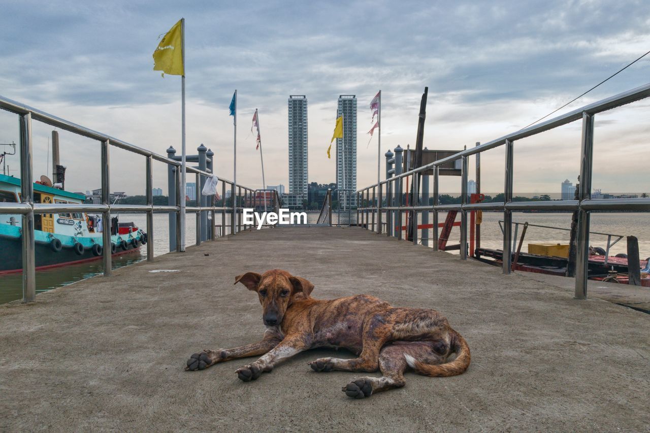 Dog relaxing on pier over sea against sky