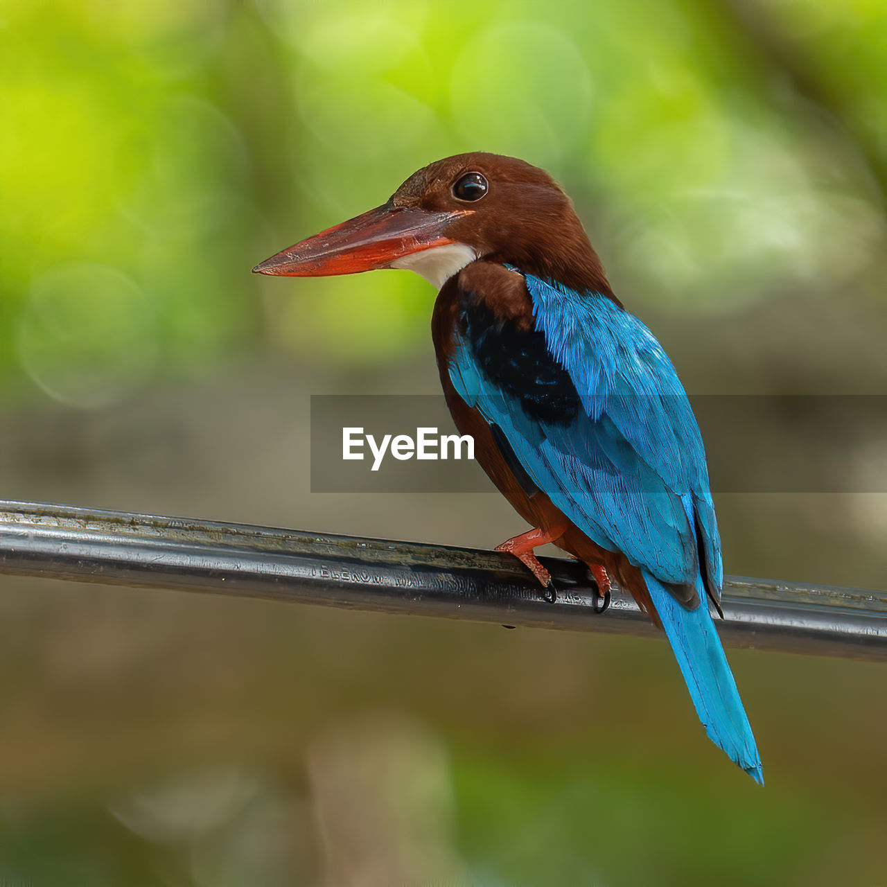 CLOSE-UP OF BIRD PERCHING ON A LEAF
