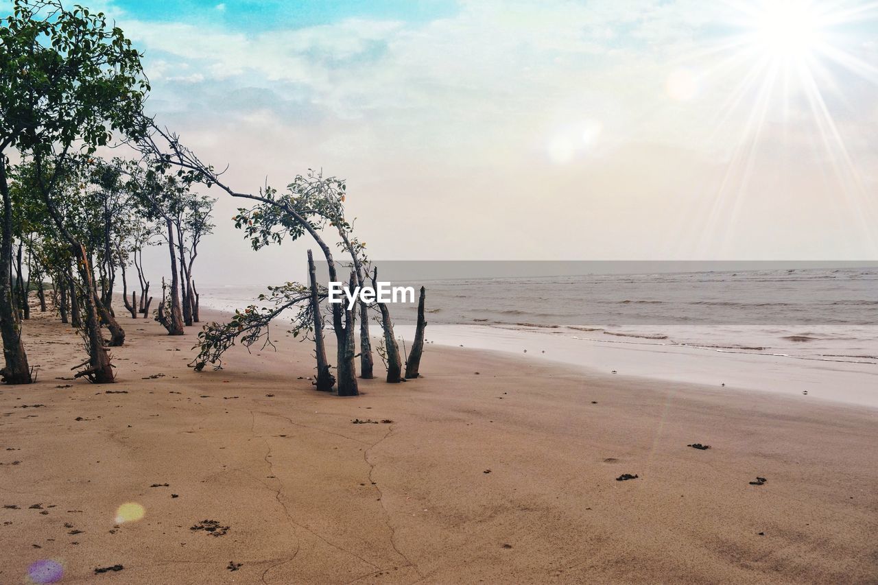 TREES ON BEACH AGAINST SKY