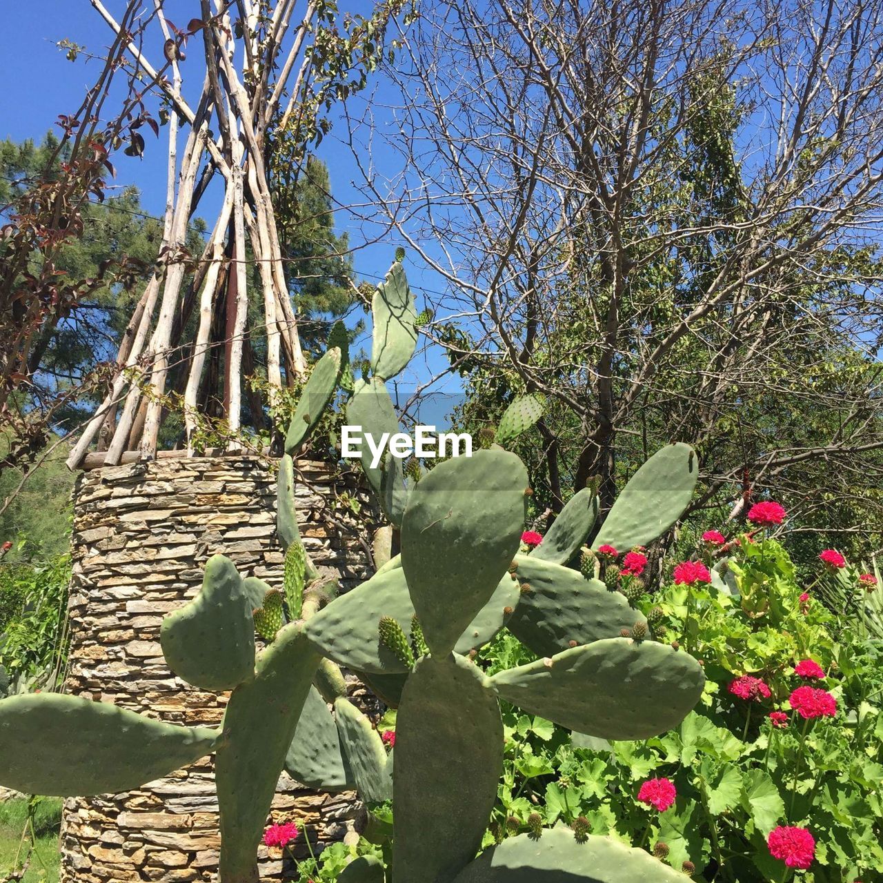 LOW ANGLE VIEW OF CACTUS PLANT