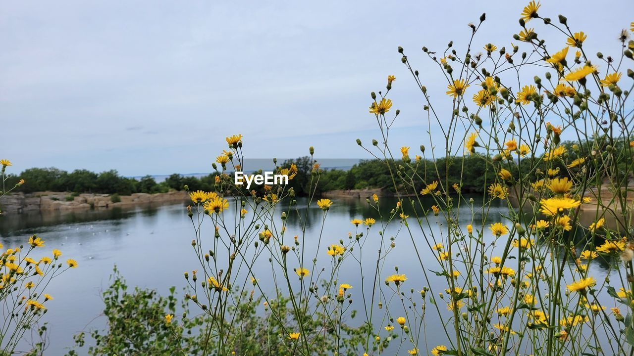 PLANTS BY LAKE AGAINST SKY