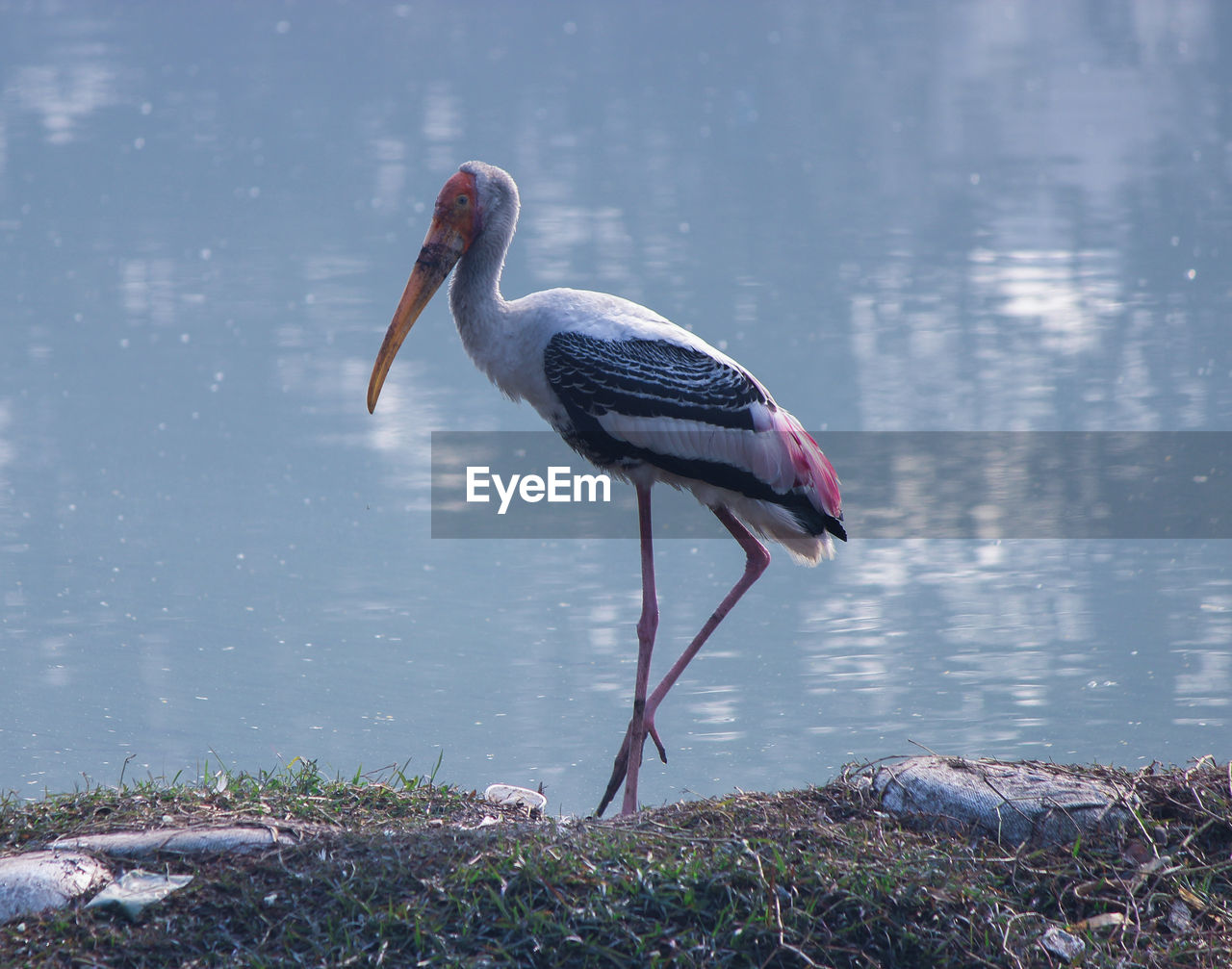 SIDE VIEW OF A BIRD PERCHING ON THE LAKE