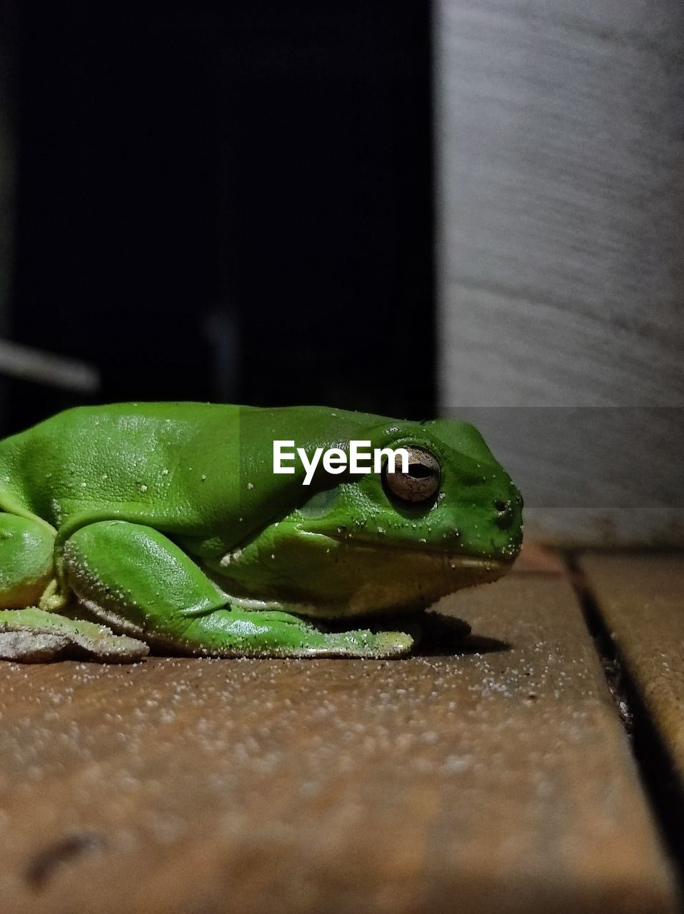 close-up of frog on floor