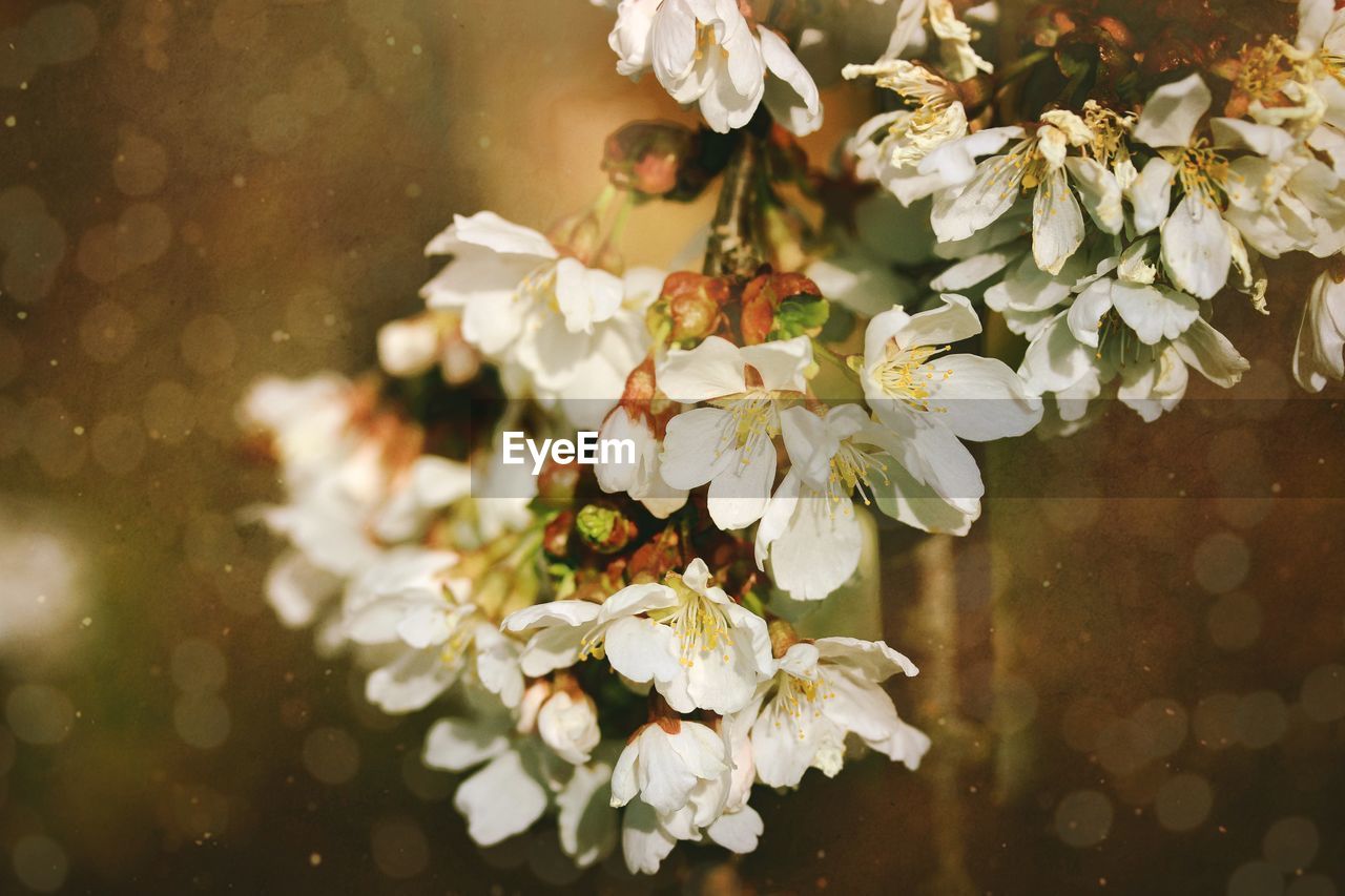 Close-up of white flowering plant