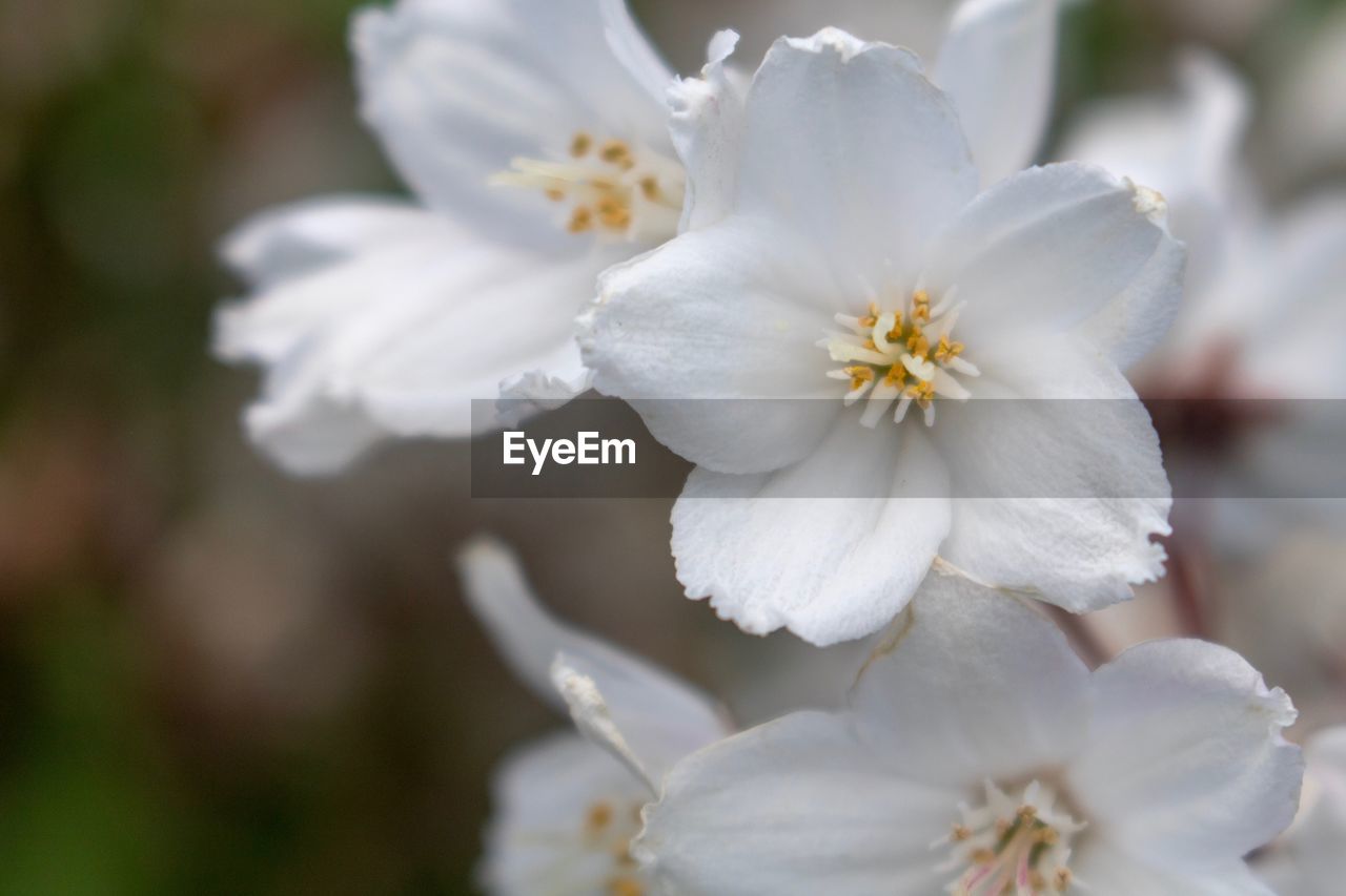 Close-up of white cherry blossom