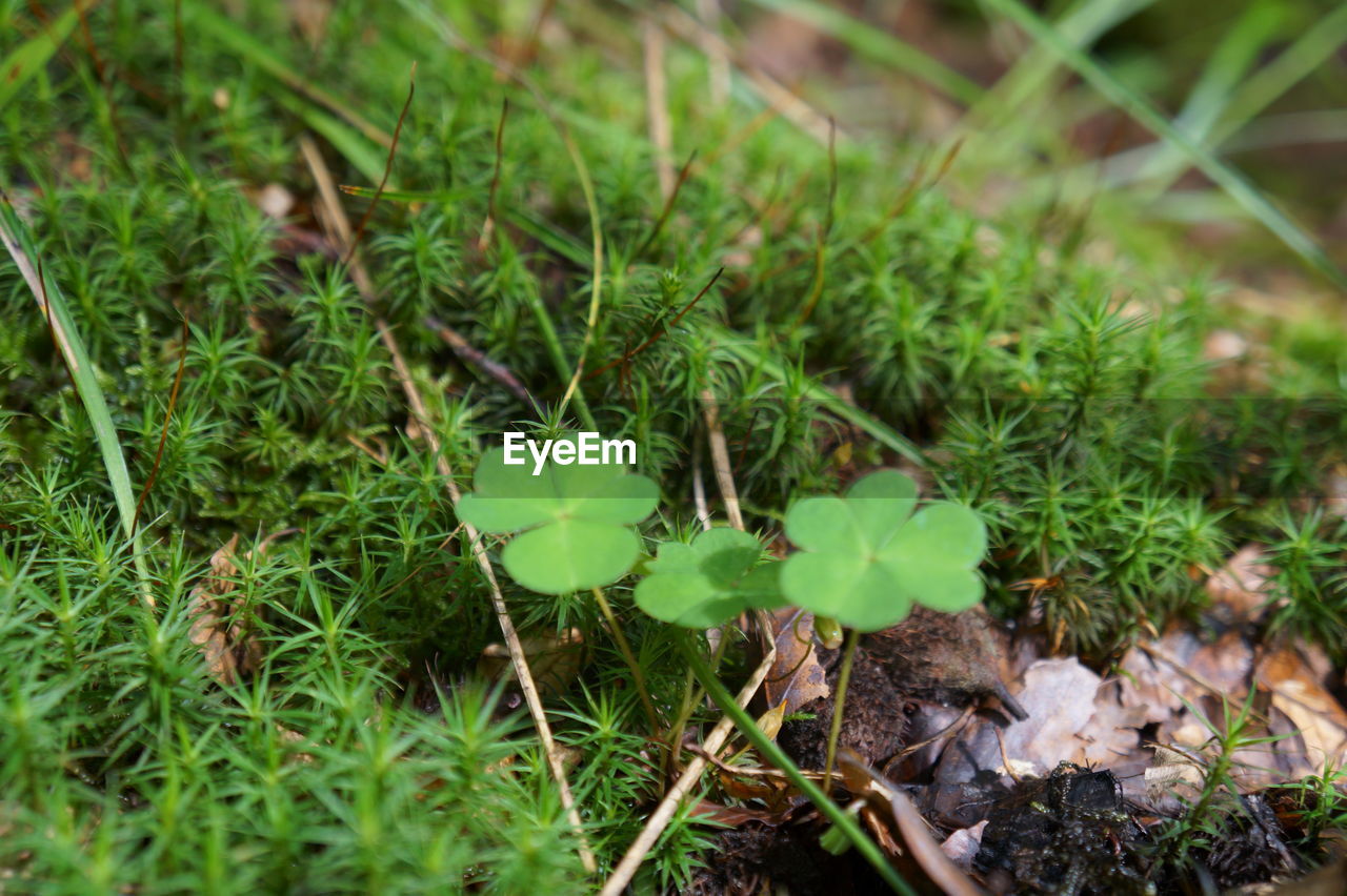 CLOSE-UP OF PLANT GROWING ON FIELD