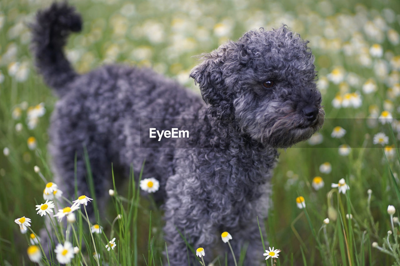 Portrait of a cute 1 year old grey colored poodle dog in a wild meadow with white chamomile flowers.