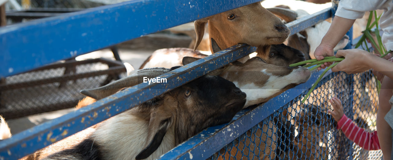 Cropped image of people feeding beans to goat at farm