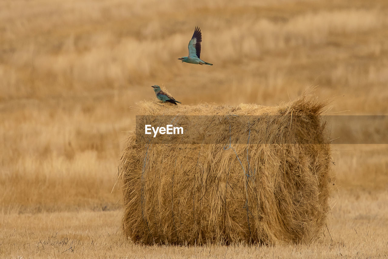 VIEW OF A BIRD FLYING OVER FIELD