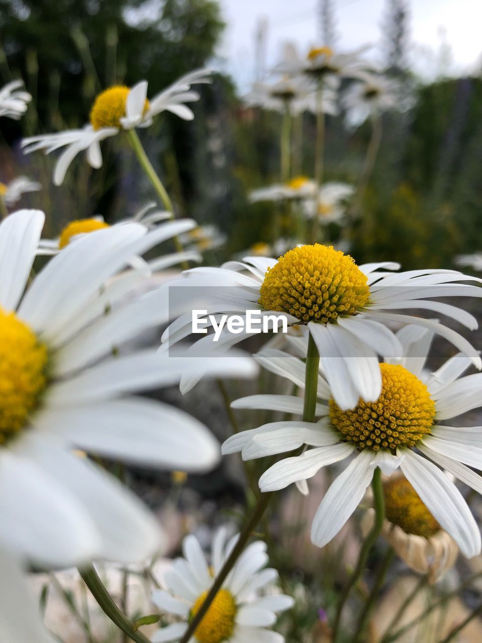 CLOSE-UP OF DAISY FLOWER