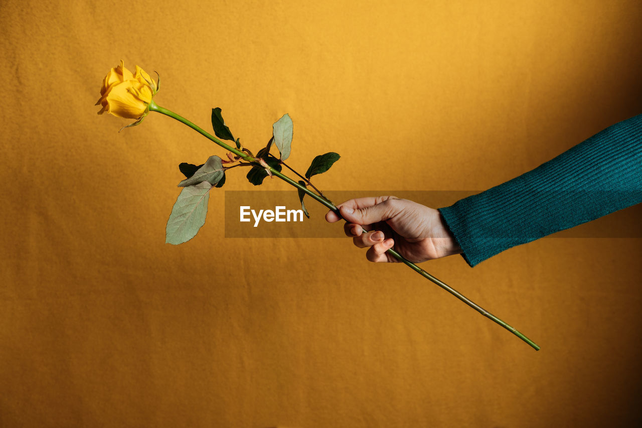 Woman hand holding one yellow rose. female hand giving rose on yellow background.