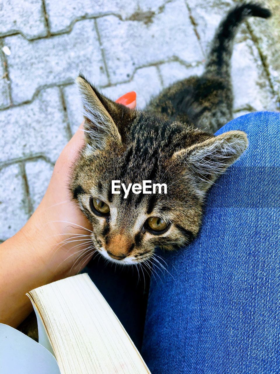 CLOSE-UP OF HAND HOLDING CAT OUTDOORS