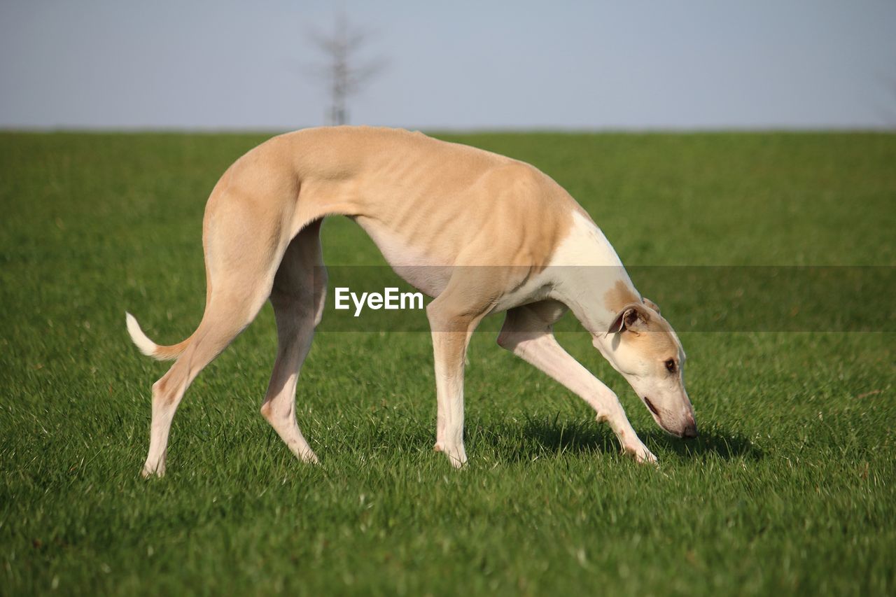 HORSE STANDING ON GRASSY FIELD AGAINST SKY