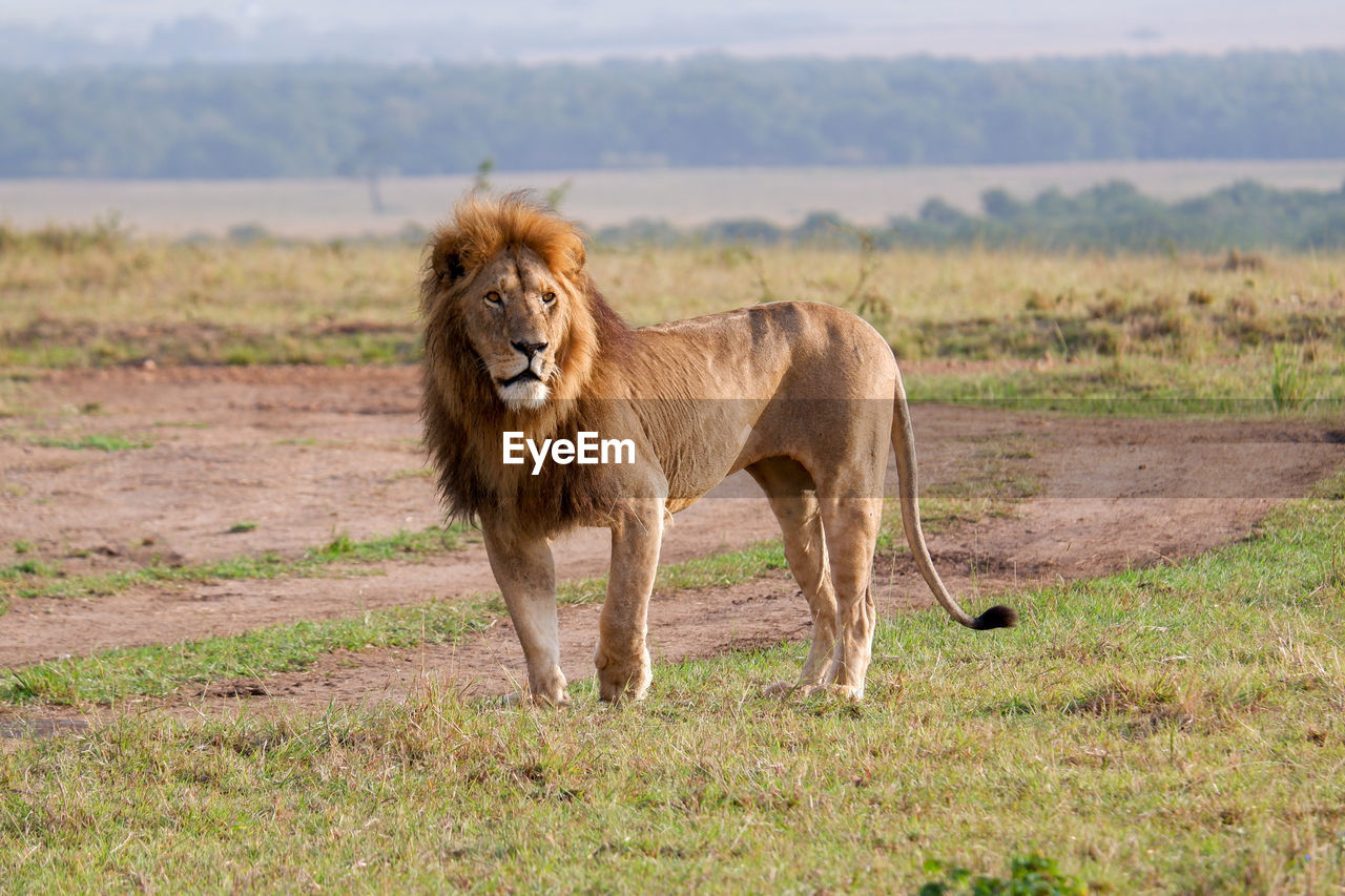 Injured male lion standing in the maasai mara, kenya