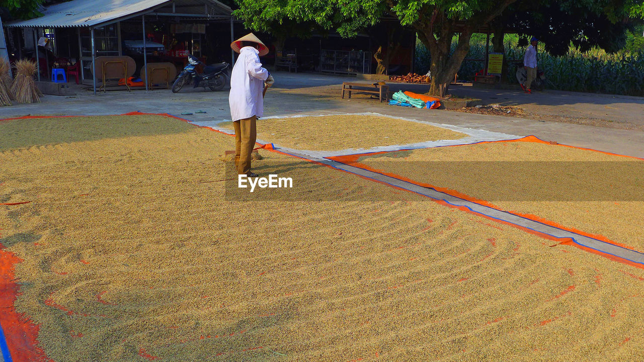 Full length of farmer drying rice