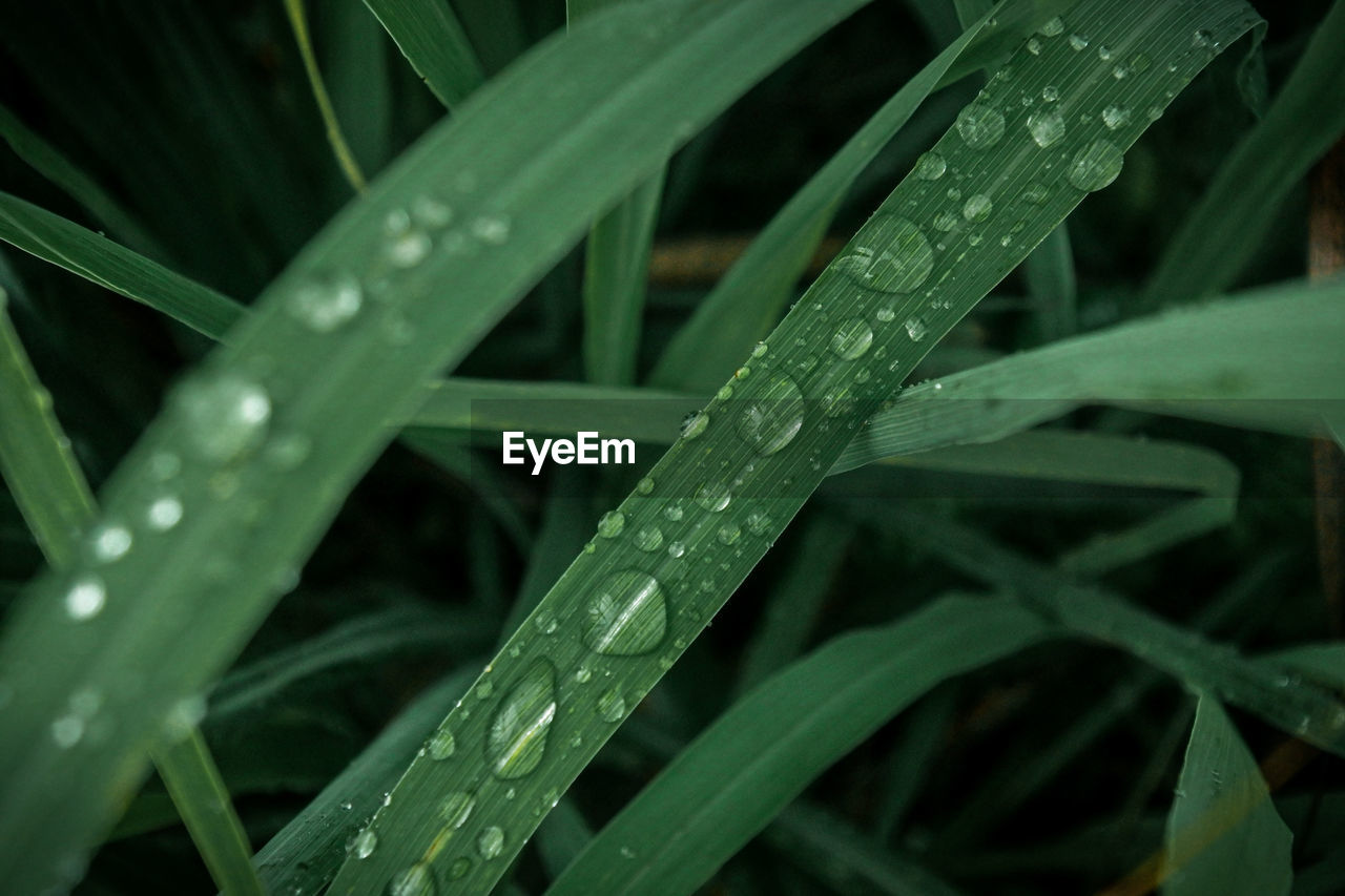 Close-up of wet leaves on rainy day