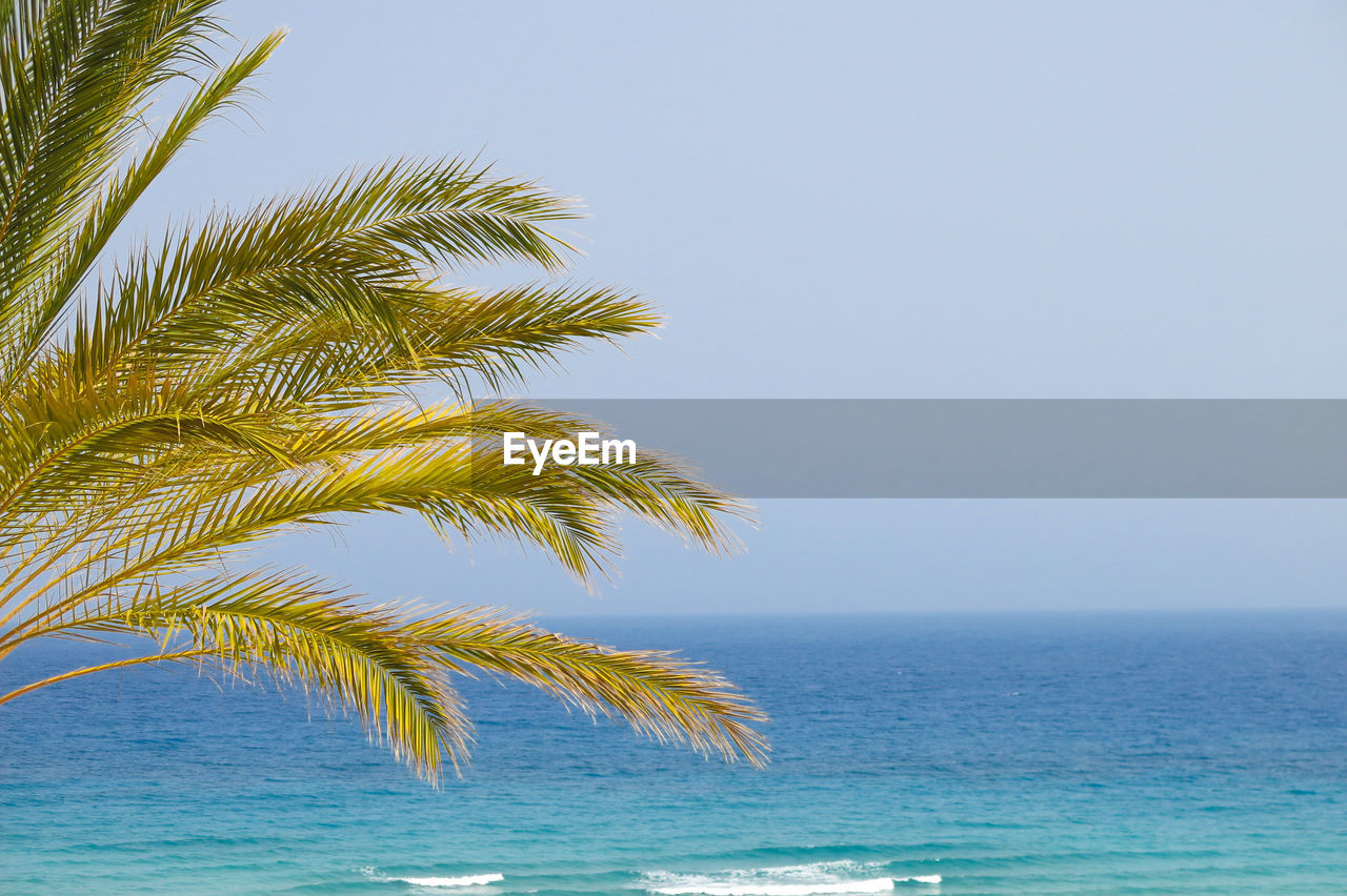 COCONUT PALM TREE AGAINST SEA