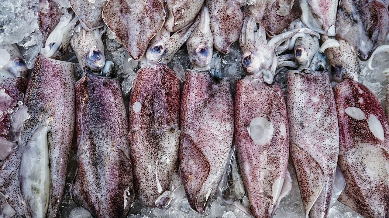 High angle view of fish for sale