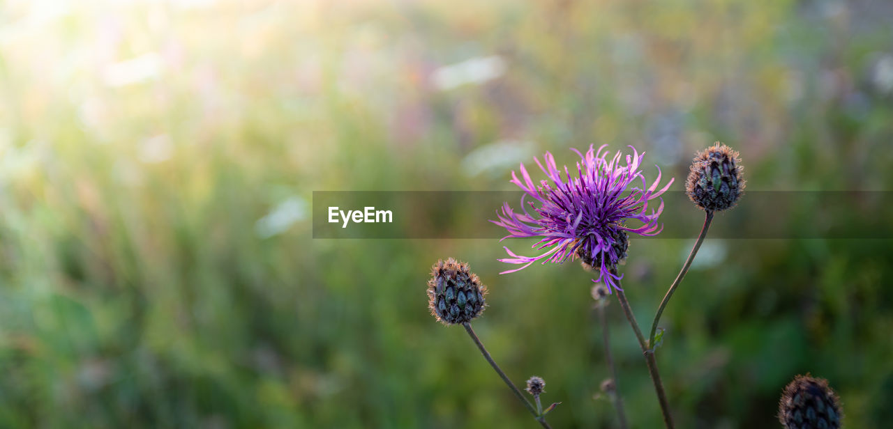 Natural sunset blurred meadow background with cornflower meadow flower close up. banner.