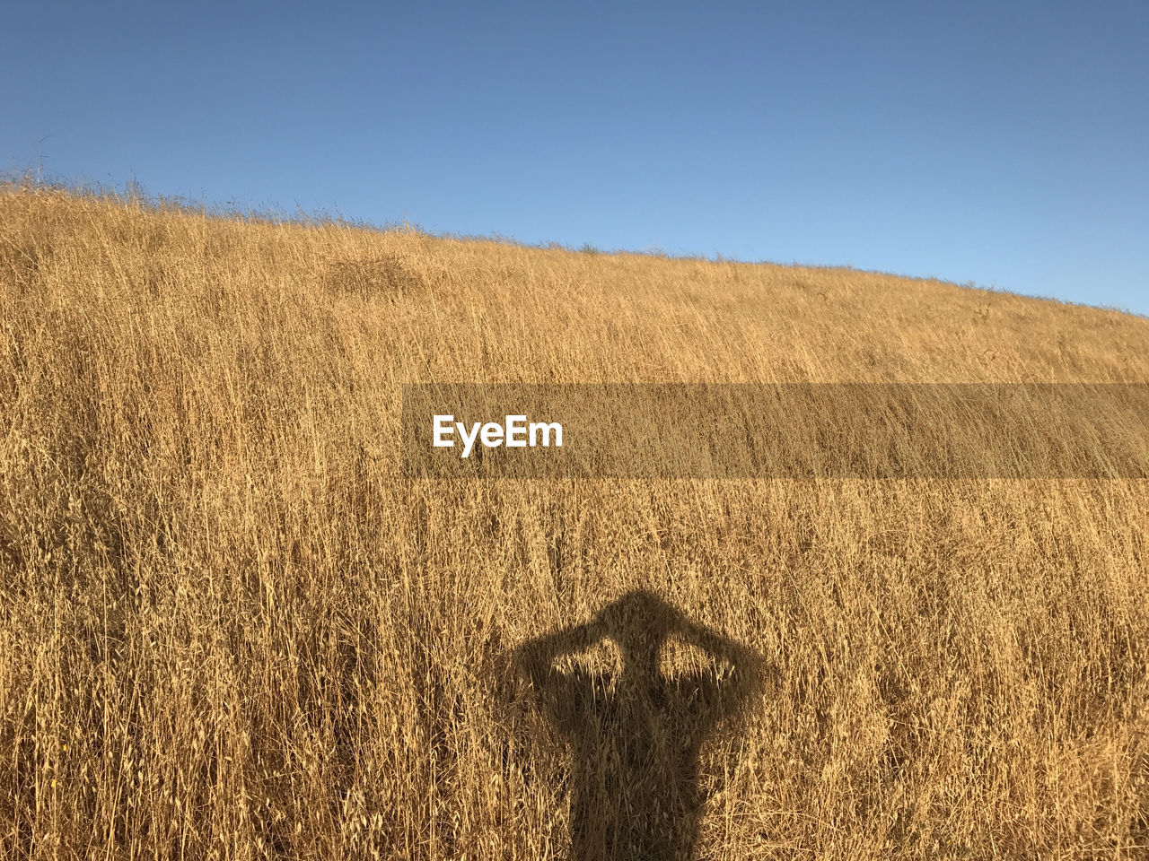 Scenic view of field against clear sky